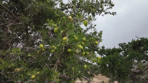 Argan Fruit Stock Footage 333581744