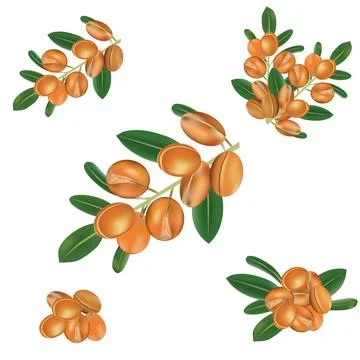 Argan Fruit Vector art or argan illustration Stock Illustration