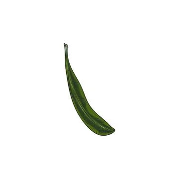 Argan green leaf sketch vector icon. Summer garden tree foliage, tea herb. Ha Stock Illustration