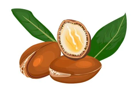 Argan isolated on white background. Stock Illustration