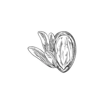 Argan leaves and open shell nut engraved sketch, vector hand drawn cosmetic.. イラスト素材