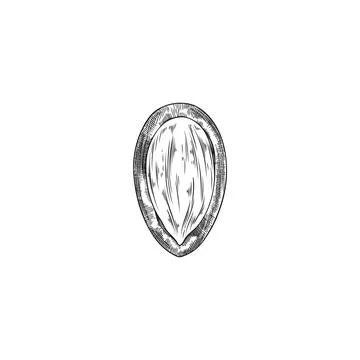 Argan nut with open shell engraved sketch vector icon, hand drawn natural o.. Stock Illustration
