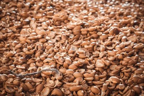 Argan nut shells outside the industry in Essaouira. Stock Photos