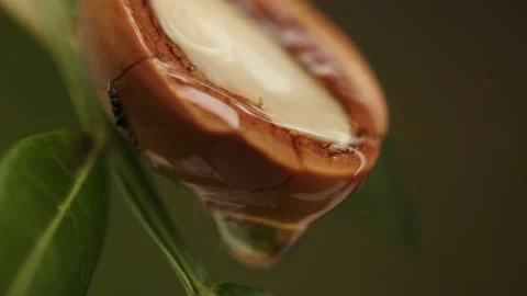 Argan oil Stock Footage 156198227