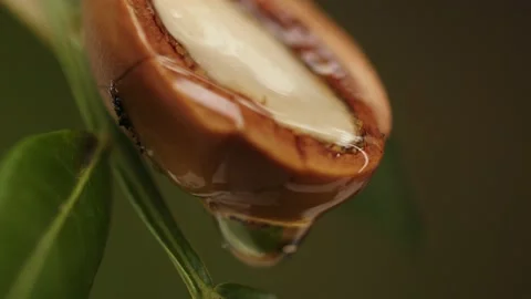 Argan oil Stock Footage 156198380