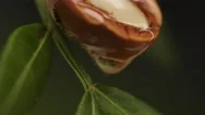 Argan Oil Stock Footage