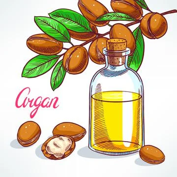 Argan oil Stock Illustration