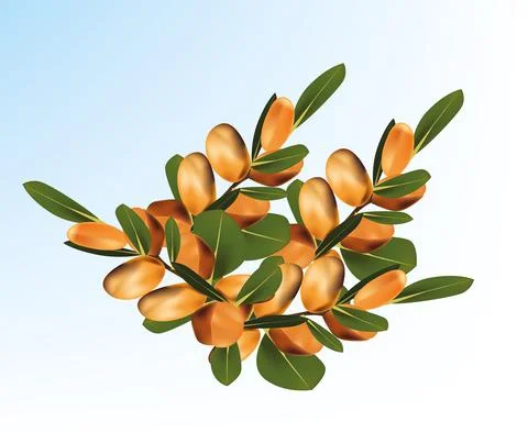Argan plant Stock Illustration
