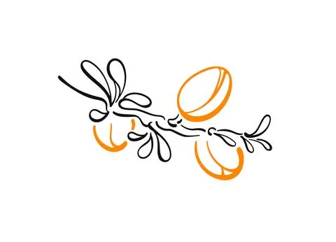 Argan plant. Vector nuts, outline symbol. Graphic Stock Illustration