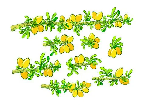 Argan set. Vector color plant, branch, nut, green leaves. Isolated collection Stock Illustration