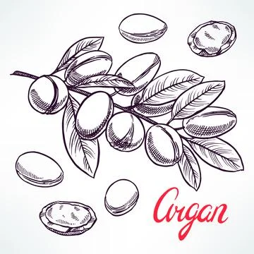 Argan sketch tree branch Stock Illustration