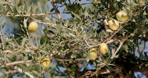 Argan tree blowing in wind on a sunny day Stock Footage 103863392