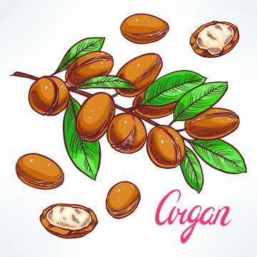 Argan tree branch Stock Illustration