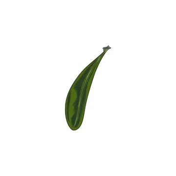 Argan tree green leaf sketch, vector hand drawn floral design element, gard.. Stock Illustration