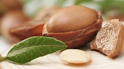 Argan tree nut Stock Footage 156197275