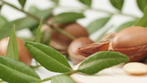 Argan tree nut Stock Footage 156197599