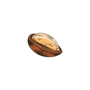 Argan tree nut with open shell sketch vector illustration. Natural essential  스톡 일러스트