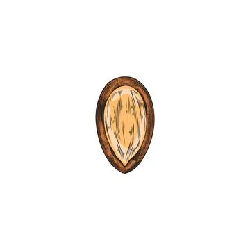 Argan tree nut with open shell sketch vector illustration. Hand drawn natural Stock Illustration