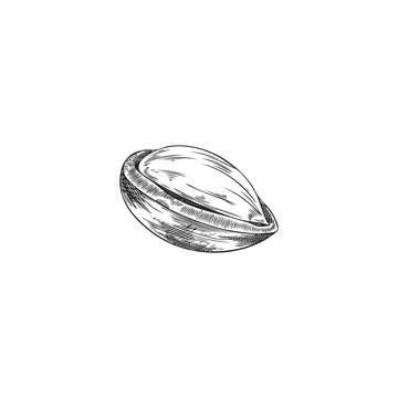 Argan tree nut with open shell engraved sketch vector illustration. Natural e Stock Illustration