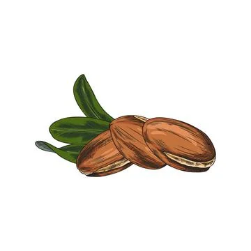 Argan tree nuts with leaves, Vector hand drawn watercolor illustration. Stock Illustration