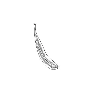 Argan tree one falling leaf engraved sketch. Hand drawn nature floral single  Stock Illustration