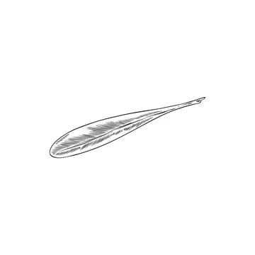 Argan tree one falling leaf engraved sketch. Hand drawn nature floral single  Stock Illustration
