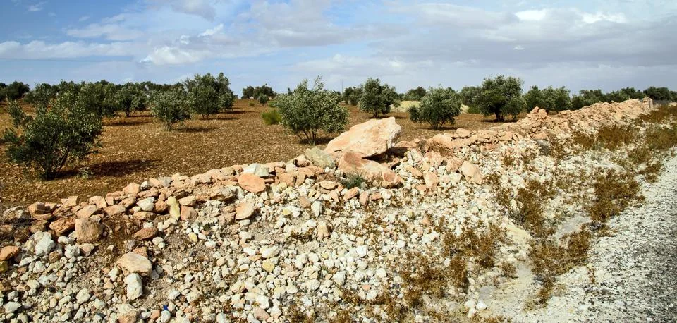 Argan tree Stock Photos