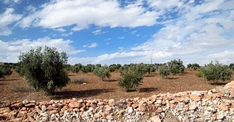 Argan tree Foto stock