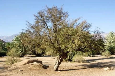 Argan tree Stock Photos