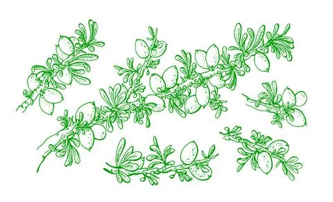 Argan tree set. Vector branch, nut, green leaf. Isolated vintage illustration Stock Illustration