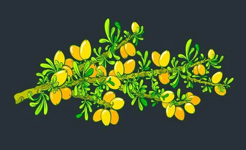 Argan tree. Vector botany branch, bio plantation. Stock Illustration