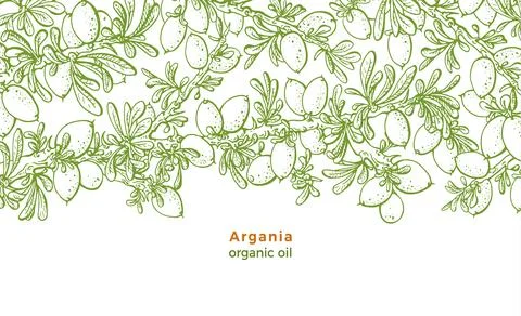Argan tree. Vector sketch of green forest, branch, nut, seed, foliage. Hand d Stock Illustration