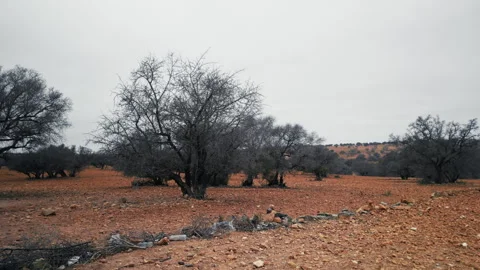 Argan Trees Dead In A Sad Landscape Stock Footage 314864559