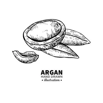 Argan vector drawing. Isolated vintage  illustration of nut. Org Stock Illustration