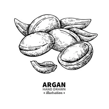 Argan vector drawing. Isolated vintage  illustration of nut. Org Stock Illustration