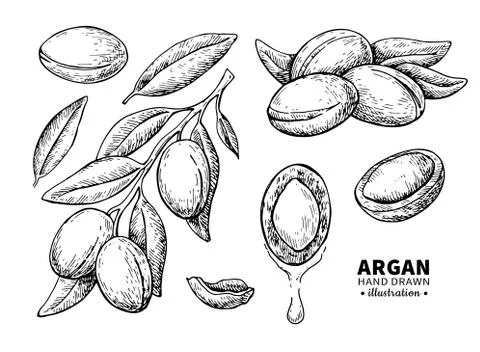 Argan vector drawing. Isolated vintage  illustration of nut. Org Stock Illustration