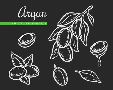 Argan vector drawing nut oil, fruit, berry, leaf, branch, plant. Stock Illustration
