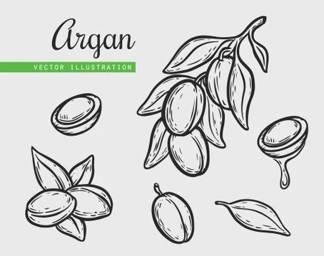 Argan vector drawing nut oil, fruit, berry, leaf, branch, plant. Stock Illustration