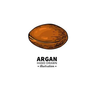 Argan vector drawing.  Organic essential oil sketch. Stock Illustration