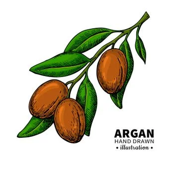 Argan vector drawing.  Organic essential oil sketch. Stock Illustration