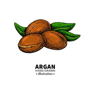Argan vector drawing.  Organic essential oil sketch. Stock Illustration