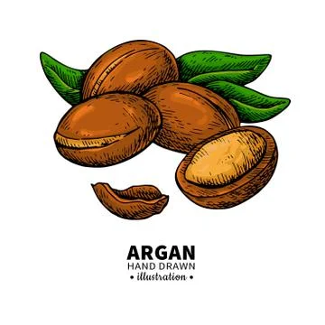 Argan vector drawing.  Organic essential oil sketch. Stock Illustration