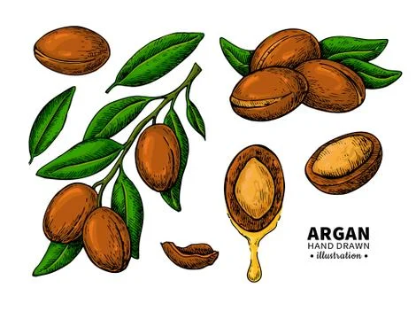 Argan vector drawing.  Organic essential oil sketch. Stock Illustration