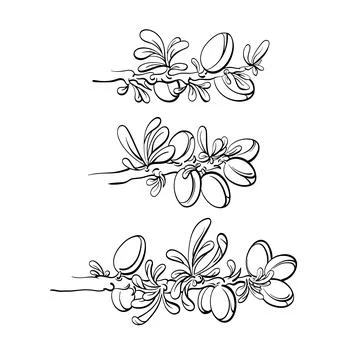 Argania tree set. Vector graphic hand drawn branch Stock Illustration