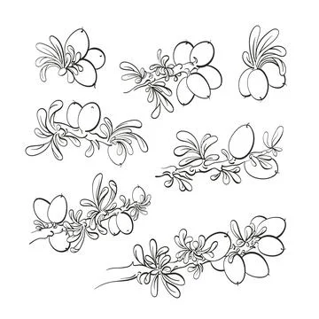 Argania tree set. Vector graphic sketch. Oil bean, texture leaf, herbal plant Illustrazione stock