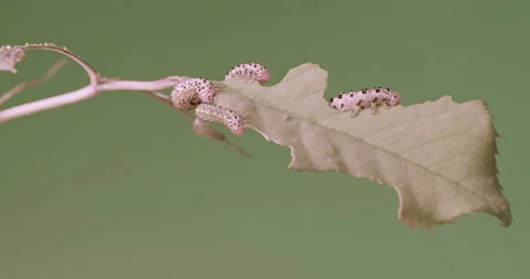 Arge ochropus, the rose sawfly Stock Footage 162400058
