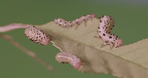 Arge ochropus, the rose sawfly Stock Footage 162400586