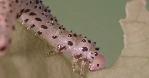 Arge ochropus, the rose sawfly Stock Footage 162401079