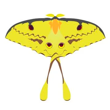 Argema mimosae イラスト素材