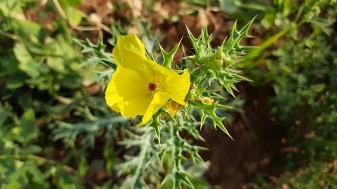 Argemone mexicana flower. Stock Footage 148985041
